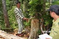 Các đối tượng bị bắt giữ được đưa đi thực nghiệm hiện trường vụ phá rừng tại Kbang. Ảnh: Nguyễn Hoài Nam – TTXVN