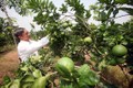 Nhiều diện tích đất nông nghiệp được cải tạo để chuyên canh cây ăn quả đặc quả, cho hiệu quả kinh tế cao. Ảnh: Trần Việt - TTXVN