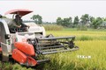 Thu hoạch lúa giống mới, chất lượng cao tại xã Cù Vân, huyện Đại Từ, tỉnh Thái Nguyên. Ảnh: Hoàng Nguyên - TTXVN