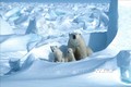 Gấu trắng Bắc Cực tại khu vực đông bắc Vịnh Prudhoe, Alaska, Mỹ năm 1985. Ảnh: AFP/ TTXVN