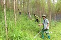 Lực lượng Kiểm lâm phối hợp với các chủ rừng chăm sóc rừng trồng gỗ lớn tại xã Đồng Vương, huyện Yên Thế. Ảnh: Vũ Sinh - TTXVN