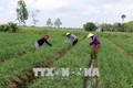 Đồng bào Khmer ở xã Phú Mỹ, huyện Mỹ Tú trồng hẹ bông trên chân ruộng cho thu nhập cao. Ảnh: Trung Hiếu - TTXVN
