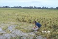 Lúa ngập nặng khiến nông dân trên địa bàn tỉnh Sóc Trăng thu hoạch khó khăn. Ảnh: Chanh Đa - TTXVN