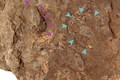 Hóa thạch trứng khủng long được tìm thấy trong một tầng ở Tamba, tỉnh Hyogo. Ảnh: Kyodo