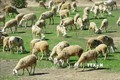 Vùng chăn nuôi cừu tập trung ở xã Phước Trung (huyện Bác Ái, Ninh Thuận). Ảnh: Nguyễn Thành – TTXVN