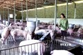 Chị Lường Thị Hoa chăm sóc đàn lợn. Ảnh: Quang Quyết - TTXVN