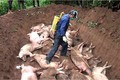 Lợn được phun hóa chất khử trùng trước khi chôn lấp. Ảnh: muongnhe.dienbien.gov.vn