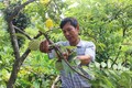 Áp dụng triệt để các biện pháp khoa học kỹ thuật, gia đình ông Ngô Trung Chín ở xã Bồ Lý đã đầu tư trồng cây na dai giúp thoát nghèo vươn lên làm giàu. Nguồn: vinhphucplus.com