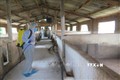 Lực lượng thú y phun hóa chất khử trùng tại các khu vực chuồng trại có dịch tả lợn châu Phi. Ảnh: Dư Toán – TTXVN.