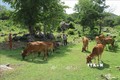 Mô hình nuôi bò sinh sản mở ra hướng thoát nghèo bền vững cho người dân huyện miền núi Bác Ái, Ninh Thuận. Ảnh: Nguyễn Thành – TTXVN
