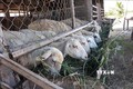 Mô hình nuôi cừu vỗ béo tận dụng cỏ, phụ phẩm nông nghiệp giúp người dân tăng hiệu quả chăn nuôi. Ảnh: Nguyễn Thành – TTXVN