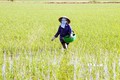 Nông dân bón thúc cho lúa. Ảnh: Nguyễn Chinh - TTXVN