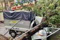 Bão số 5 làm đổ cây vào xe ô tô ở Thành phố Huế (tỉnh Thừa Thiên – Huế) sáng 18/9/2020. Ảnh: Mai Trang  - TTXVN