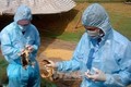 Các địa phương tổ chức tiêm vắc xin phòng bệnh cho đàn gia cầm. Ảnh : TTXVN
