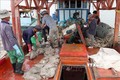 Khai thác hải sản, một trong những nghề kinh tế mũi nhọn của tỉnh Cà Mau. Ảnh: Huỳnh Anh - TTXVN