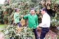 Anh Nguyễn Hữu Thanh (giữa) thu hoạch nhãn Ido trong đợt hạn mặn 2019 - 2020. Ảnh: baodongkhoi.vn