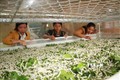 Nhiều hội viên phụ nữ tại huyện Đam Rông đưa mô hình trồng dâu nuôi tằm vào sản xuất để phát triển kinh tế. Ảnh: Đặng Tuấn – TTXVN