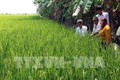Hiệu quả từ mô hình khuyến nông tiên tiến trên cây lúa ở Kiên Giang
