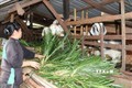 Một gia đình ở thôn 9, xã Đắc Ơ (Bù Gia Mập, Bình Phước) thoát nghèo nhờ vay vốn trồng rau xanh và nuôi dê sinh sản. Ảnh: Sỹ Tuyên - TTXVN