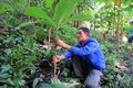 Anh Hà Văn Tình (người Thái), bản Chiền Cồng, thị trấn Mường Lát (Thanh Hóa) đi đầu trong phòng trào trồng rừng với thu nhập 170 triệu/năm. Ảnh: Nguyễn Nam - TTXVN