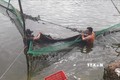 Thu hoạch cá chình thương phẩm tại ao nuôi đất của Công ty TNHH Việt Tam Nông. Ảnh: Hoàng Nhị - TTXVN