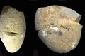 Mẫu công cụ mài bằng đá lâu đời nhất lịch sử nhân loại được tìm thấy trong hang Tabun, tại núi Carmel, miền Bắc Israel. Ảnh: haaretz.com