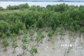 Trồng rừng ngập mặn phục hồi hệ sinh thái Đầm Nại (huyện Ninh Hải, Ninh Thuận). Ảnh: Nguyễn Thành – TTXVN