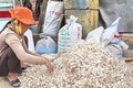 Nông dân huyện đảo Lý Sơn phân loại tỏi khô. Ảnh: Thanh Long - TTXVN