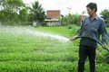 Sản xuất rau an toàn VietGAP góp phần phát triển kinh tế hộ gia đình . Ảnh : baoapbac.vn