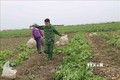 Nông dân huyện Quế Võ, tỉnh Bắc Ninh thu hoạch khoai tây. Ảnh: Thái Hùng - TTXVN