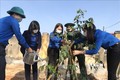 Thanh niên Quảng Trị hưởng ứng Tết trồng cây. Ảnh: Hồ Cầu-TTXVN