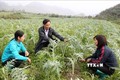 Cán bộ khuyến nông phòng nông nghiệp huyện hướng dẫn nông dân xã Lùng Phinh, Bắc Hà chăm sóc cây dược liệu Atiso. Ảnh: Quốc Khánh - TTXVN
