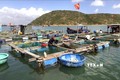 Bình Định có hơn 1.300 lồng nuôi cá nước lở ở trong đầm Thị Nại và các cửa sông. Ảnh: Nguyên Linh - TTXVN