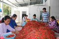 Công nhân sơ chế ớt chỉ thiên tại Hợp tác xã nông nghiệp Thành Công, huyện Trà Cú (Trà Vinh). Ảnh : nhandan.com.vn