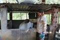 Chị Thị Hải (người dân tộc S’tiêng, sống tại khu định canh định cư làng 61) ngoài làm rẫy còn nuôi thêm lợn để tăng nguồn thu nhập. Ảnh: Sỹ Tuyên – TTXVN