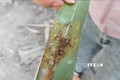 Sâu đầu đen sinh sản trên lá dừa. Ảnh: Trần Thị Thu Hiền – TTXVN