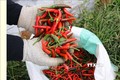 Người dân Gia Lai thu hoạch ớt. Ảnh: Hồng Điệp - TTXVN