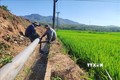 Hệ thống ống dẫn nước dã chiến trên cánh đồng Đăk Sia II, huyện Sa Thầy, tỉnh Kon Tum, phục vụ nước tưới cho các vùng cuối nguồn. Ảnh: Dư Toán – TTXVN