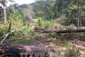 Một vụ phá rừng ở Lâm Đồng. Ảnh :Đặng Tuấn