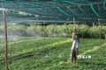 Thiết kế hệ thống tưới phun tiết kiệm nước và mái che bảo vệ rau màu, phòng, chống hạn mặn trong mùa khô 2021 ở huyện Châu Thành (Tiền Giang). Ảnh: Minh Trí-TTXVN