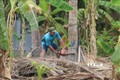 Nhà vườn xã Hữu Định (Châu Thành, Bến Tre) đốn bỏ dừa bị sâu đầu đen gây hại. Ảnh Công Trí - TTXVN