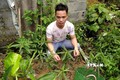 Cây cần sa được phát hiện tại vườn nhà của đối tượng Bùi Văn Đại (xã Phúc Thắng, huyện Nghĩa Hưng, tỉnh Nam Định). Ảnh: TTXVN phát
