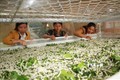Nhiều hội viên phụ nữ tại huyện Đam Rông đưa mô hình trồng dâu nuôi tằm vào sản xuất để phát triển kinh tế. Ảnh: Đặng Tuấn – TTXVN