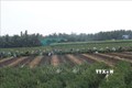 Nông dân làm việc trên cánh đồng trồng ớt ở huyện Chợ Gạo. Ảnh: Minh Trí - TTXVN