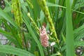 Trứng ốc bươu vàng xuất hiện nhiều trên ruộng lúa. Ảnh: TTXVN