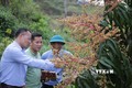 Cán bộ xã Nậm Manh là những đảng viên được phân công xuống từng bản hướng dẫn người dân cách chăm sóc vườn cây ăn quả, góp phần phát triển kinh tế, tăng thu nhập cho người dân. Ảnh: Quý Trung – TTXVN 