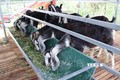 Mô hình nuôi dê bổ sung thêm thức ăn cỏ xay giúp dê mau lớn ở xã Phước Hải (huyện Ninh Phước, Ninh Thuận). Ảnh: Nguyễn Thành – TTXVN
