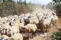Cừu thích nghi với khí hậu khô và nóng. Ảnh : Nguyễn Thanh