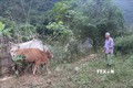 Bò của người dân xóm Bản Khoòng, xã Lý Quốc, huyện Hạ Lang bị nhiễm bệnh viêm da nổi cục. Ảnh: Chu Hiệu - TTXVN