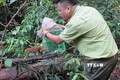 Lực lượng kiểm lâm thả cá thể culi nhỏ về rừng tự nhiên. Ảnh: TTXVN phát